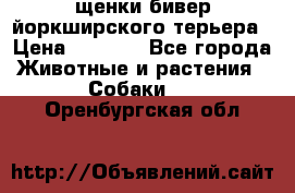 щенки бивер йоркширского терьера › Цена ­ 8 000 - Все города Животные и растения » Собаки   . Оренбургская обл.